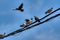 activities of wild pigeon and raven flying around the electric street cable pole.