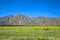 Acton Brittlebush flower field