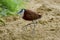 Actophilornis africana African jacana Bird