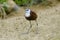 Actophilornis africana African jacana Bird