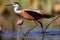 Actophilornis africanus African jacana, with distinctive long toes, gracefully wades