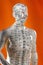 Acupuncture Model - Alternative Medicine - China