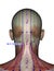 Acupuncture point BL11 Dazhu