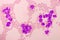 Acute promyelocytic leukemia cells or APL