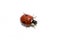 Adalia bipunctata small red and black ladybird