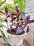 Adam Eve ornamental plants on the pots