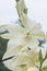 Adam’s needle and thread Yucca filamentosa Bright Edge, close-up of creamy-white flowers