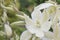 Adam’s needle and thread Yucca filamentosa Bright Edge, close-up of creamy-white flowers and buds