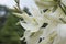 Adam’s needle and thread Yucca filamentosa Bright Edge, a close-up of flowers