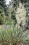 Adam’s needle and thread Yucca filamentosa Bright Edge, flowering plants