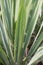 Adam’s needle and thread Yucca filamentosa Bright Edge, variegated strappy leaves