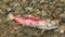 Adams River Sockeye Salmon Carcass
