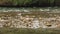 Adams River Sockeye Salmon and Seagulls