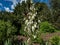 Adamâ€™s needle and thread, common yucca, Spanish bayonet, bear-grass, needle-palm, silk-grass and spoon-leaf yucca Yucca