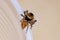 Adanson`s House Jumping Spider