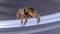 Adanson`s House Jumping Spider