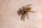 Adanson`s House Jumping Spider