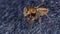 Adanson`s House Jumping Spider