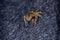 Adanson`s House Jumping Spider