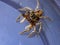 Adanson`s House Jumping Spider