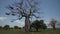 Adansonia digitata, small African baobab tree, dry with birds flying around.