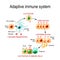 Adaptive immune system from Antigen presentation to activation o