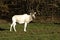 Adax addax nasomaculatus