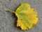 The adaxial face or upper side of the mulberry tree on the ground. Yellowing leaf in senescence, serrated edge, abnormally shaped.