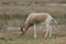 Addax 1