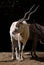 Addax