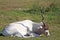 An addax