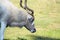 Addax