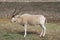 Addax