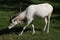 Addax (Addax nasomaculatus)