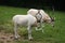 Addax (Addax nasomaculatus)