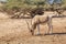 Addax Addax nasomaculatus, aka screwhorn antelope, white antelope or Curved horned antelope