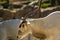 Addax (Addax nasomaculatus), white antelope or screwhorn antelope, zoologic