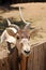 An Addax, also known as the screwhorn antelope