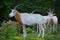 Addax, also known as the white antelope