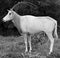 Addax, also known as the white antelope