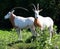 Addax, also known as the white antelope