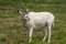 Addax antelope