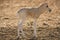 Addax antelope baby