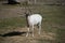 Addax antelope watching