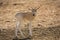 Addax calf