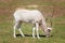 An Addax Feeding On Grass