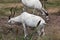 Addax nasomaculatus antelope