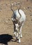 An Addax nasomaculatus, the White, or Screwhorn, Antelope