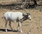 An Addax nasomaculatus, the White, or Screwhorn, Antelope