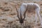 Addax - white addax antelope or screw horn antelope